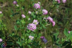 Trifolium resupinatum (1)